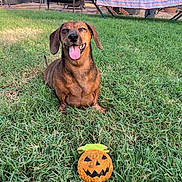 Jack is registered to the contest to win money with this photo: dog, dachshund, pet, grass, lawn, backyard, toy, pumpkin_toy, happy, panting, tongue_out, smiling, outdoor, chair, hammock, patio, fence, sunlight, greenery, relaxed