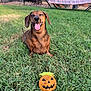 dog, dachshund, pet, grass, lawn, backyard, toy, pumpkin_toy, happy, panting, tongue_out, smiling, outdoor, chair, hammock, patio, fence, sunlight, greenery, relaxed