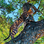 Nikos Orumon participe au concours pour gagner de l'argent avec cette photo : bengal_cat, cat, tree, climbing, outdoor, nature, wildlife, green_leaves, sky, sunlight, animal, fur_pattern, branch, daytime, mammal, pet, alert, spot_pattern, tail, trunk