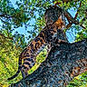 bengal_cat, cat, tree, climbing, outdoor, nature, wildlife, green_leaves, sky, sunlight, animal, fur_pattern, branch, daytime, mammal, pet, alert, spot_pattern, tail, trunk