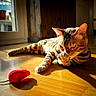 Nikos Orumon participe au concours pour gagner de l'argent avec cette photo : cat, bengal_cat, toy_mouse, wooden_floor, sunlight, indoor, pet, grooming, animal, feline, house, door, shadow, light, relaxing, playful, striped, orange, brown, domestic_cat