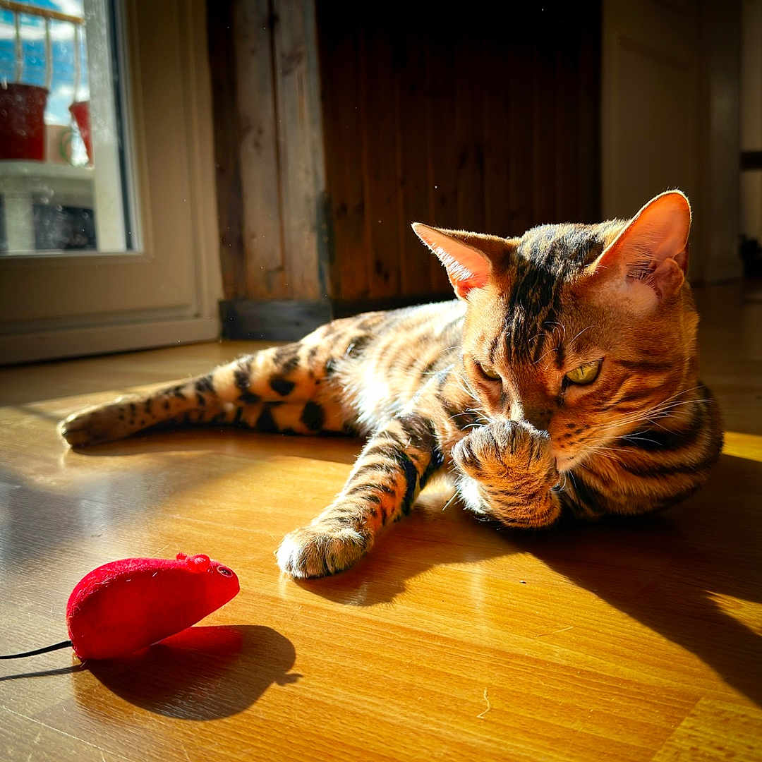 Nikos Orumon participe au concours pour gagner de l'argent avec cette photo : cat, bengal_cat, toy_mouse, wooden_floor, sunlight, indoor, pet, grooming, animal, feline, house, door, shadow, light, relaxing, playful, striped, orange, brown, domestic_cat