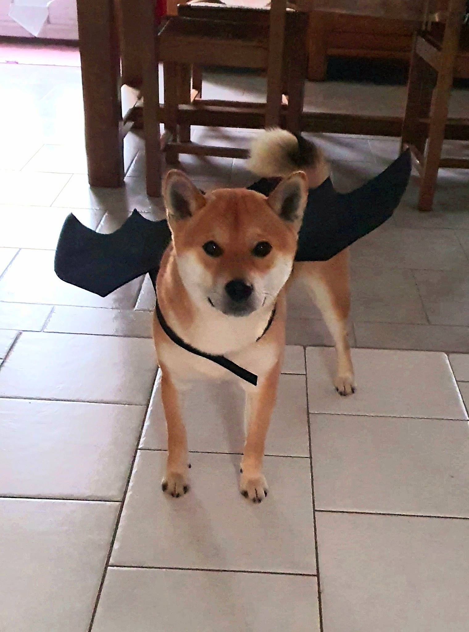 Senku a rejoint le concours — aidez-le/la à gagner de superbes lots ! carnivore, chair, collar, companion_dog, dog, dog_breed, dog_collar, fawn, floor, flooring, hardwood, leash, pet_supply, sidewalk, snout, sporting_group, table, tail, wood, working_animal