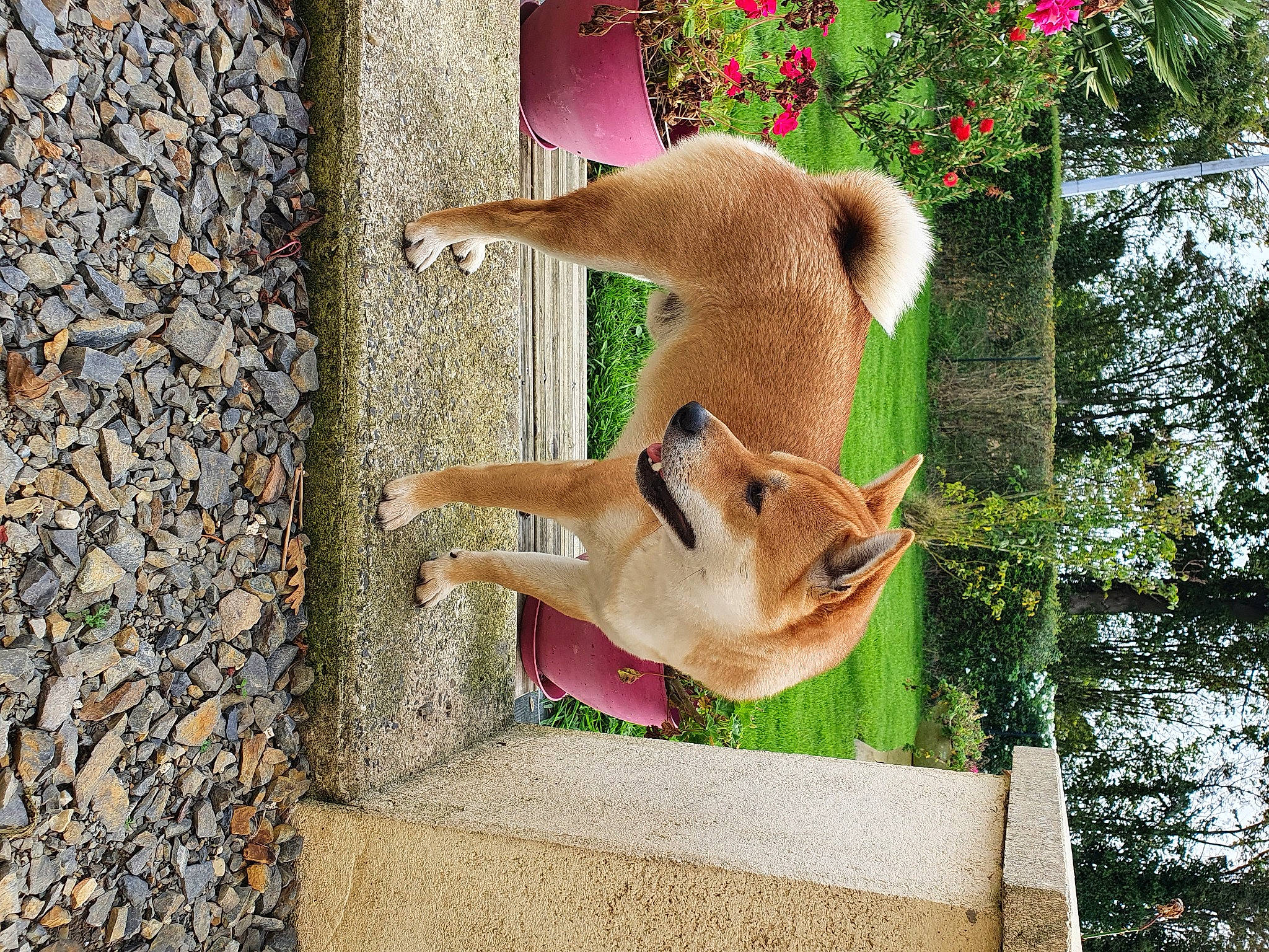 Senku a rejoint le concours — aidez-le/la à gagner de superbes lots ! canidae, carnivore, collar, companion_dog, dog, dog_breed, fawn, flower, fur, grass, pet_supply, plant, snout, sporting_group, tail, terrestrial_animal, tree, wildlife, wood, working_animal