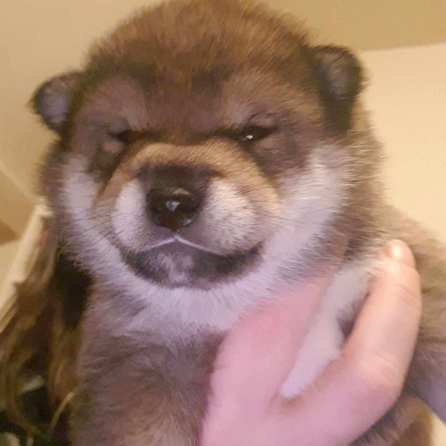 Aiko a rejoint le concours — aidez-le/la à gagner de superbes lots ! animal, bodypart, canine, dog, eskimodog, face, finger, hand, head, hound, husky, indoors, interiordesign, lesserpanda, person, pet, photography, portrait, puppy, snout