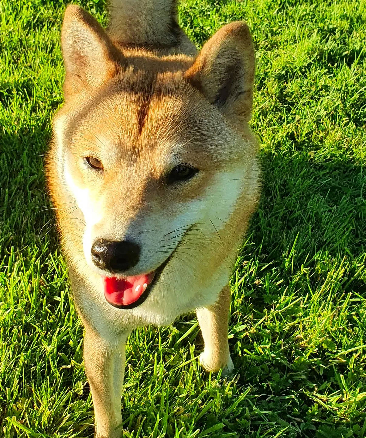 Shinra participe au concours pour gagner de l'argent avec cette photo : ancient_dog_breeds, canidae, canis, carnivore, companion_dog, dingo, dog, dog_breed, fawn, fur, grass, non_sporting_group, plant, snout, sporting_group, tail, terrestrial_animal, whiskers, working_animal, working_dog