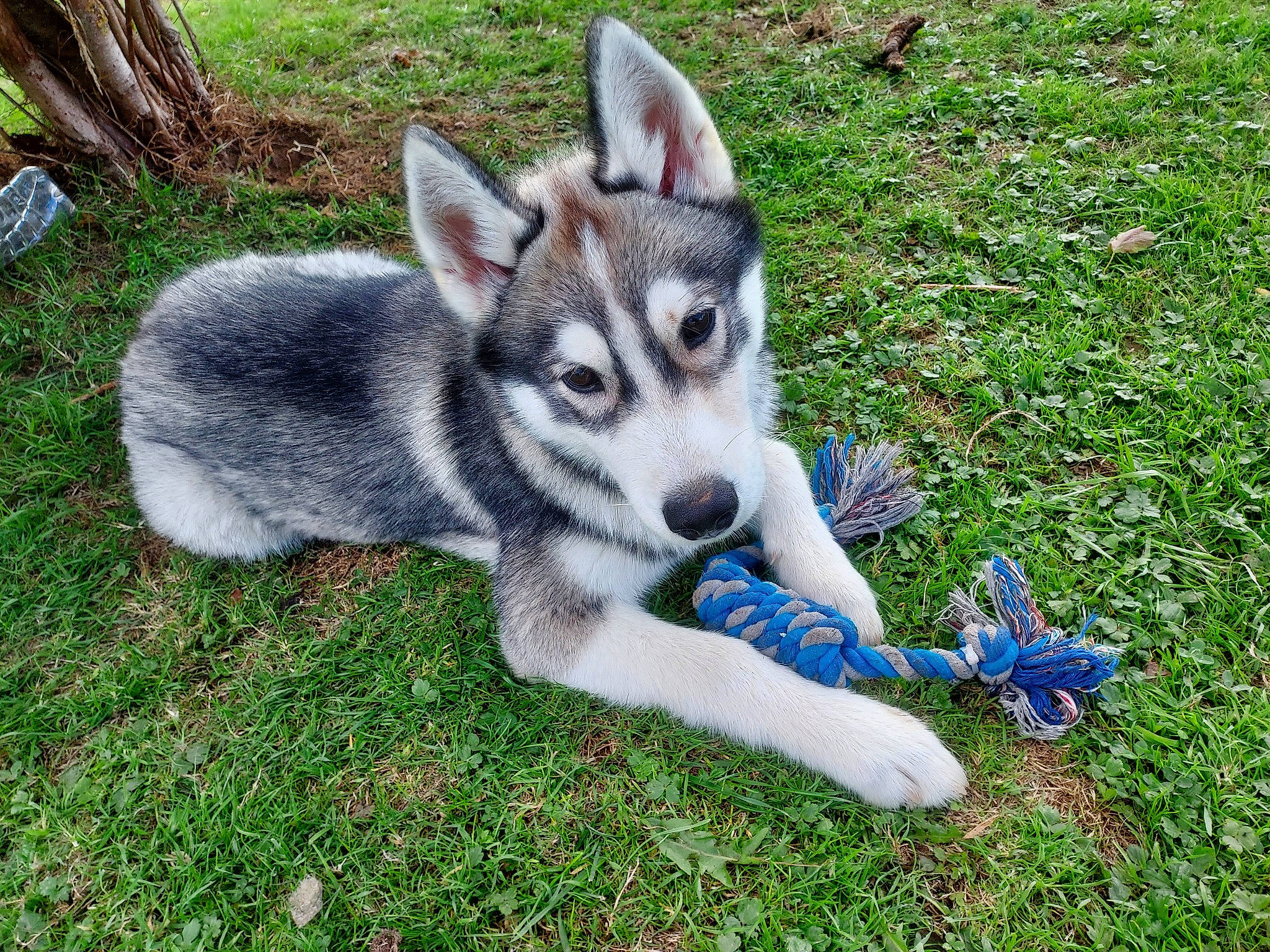 Taz participe au concours pour gagner de l'argent avec cette photo : carnivore, companion_dog, dog, dog_breed, fur, grass, groundcover, plant, siberian_husky, sled_dog, snout, tail, terrestrial_animal, working_animal, working_dog