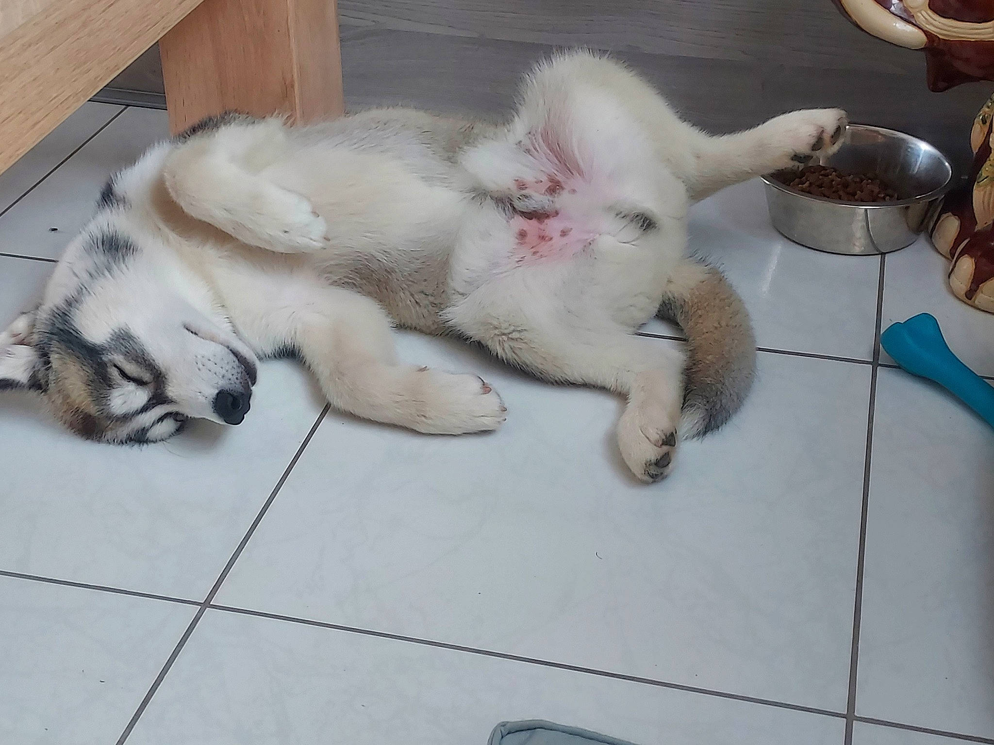 Taz a rejoint le concours — aidez-le/la à gagner de superbes lots ! bowl, canidae, carnivore, cat, claw, companion_dog, dog_breed, domestic_short_haired_cat, fang, fawn, felidae, flooring, fur, paw, small_to_medium_sized_cats, snout, tableware, tail, terrestrial_animal, whiskers