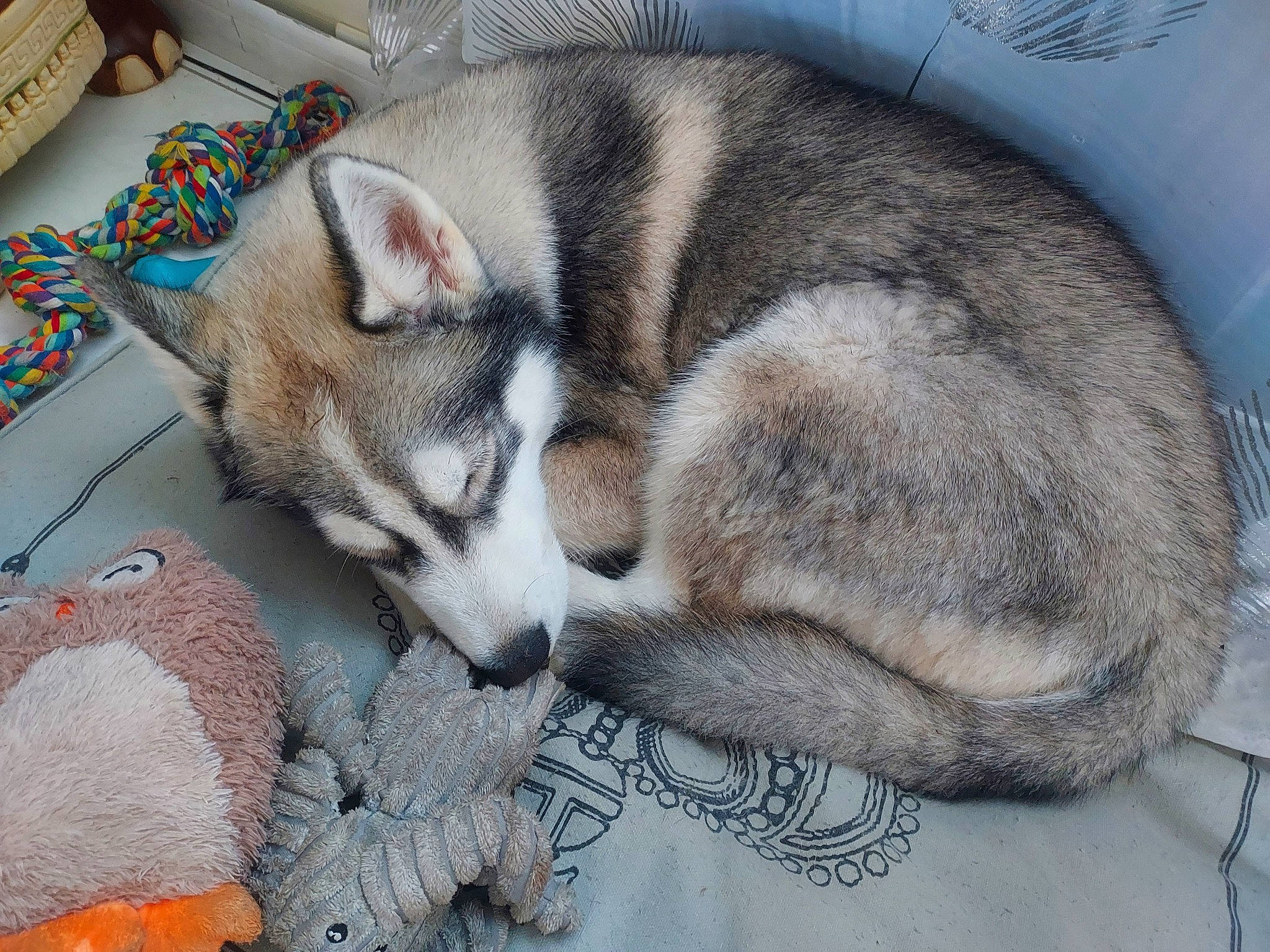 Taz participe au concours pour gagner de l'argent avec cette photo : carnivore, comfort, companion_dog, dog, dog_breed, domestic_short_haired_cat, fawn, felidae, fur, grey, nap, siberian_husky, sled_dog, small_to_medium_sized_cats, snout, sporting_group, tail, terrestrial_animal, whiskers, wolf