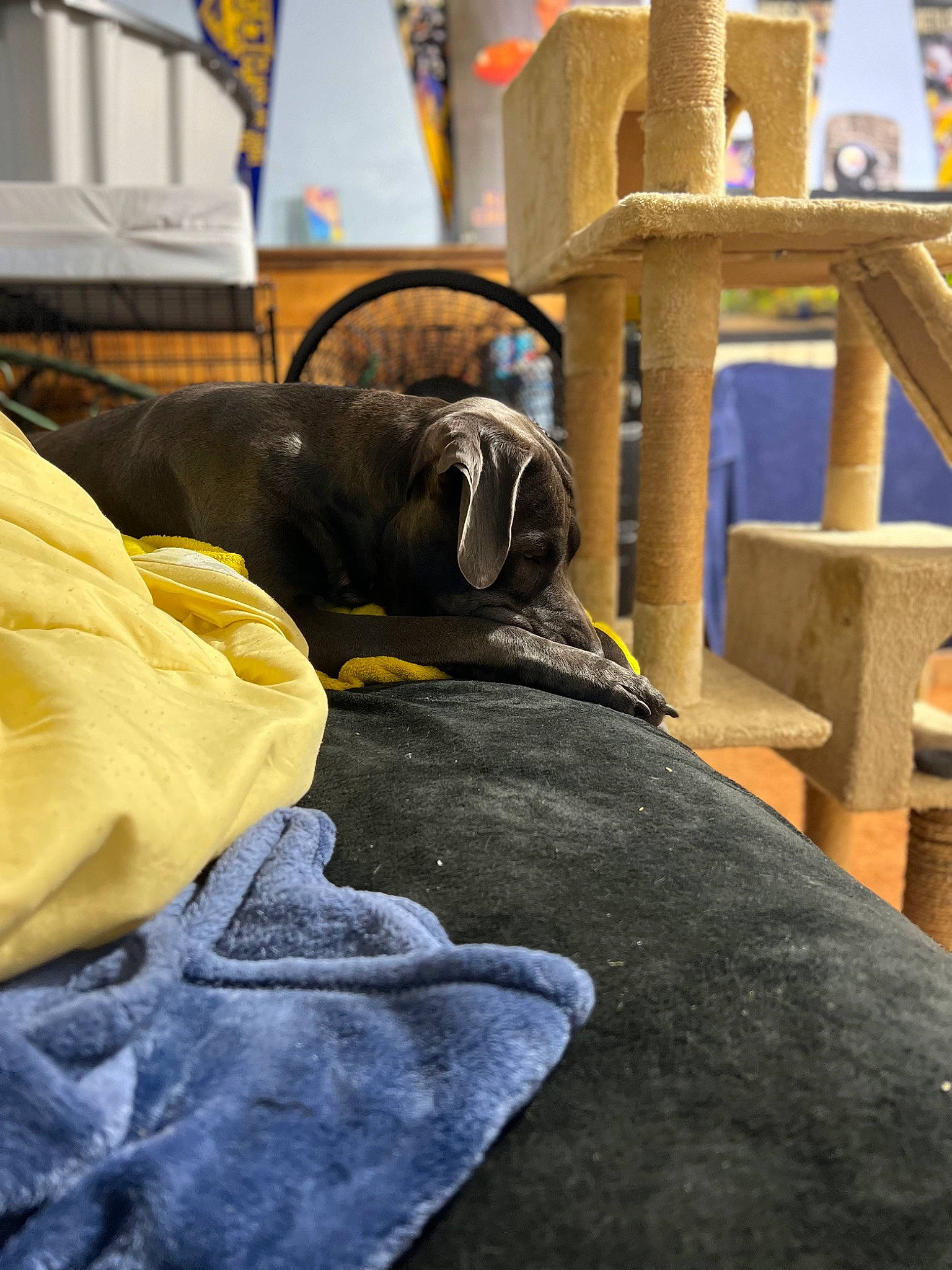 Atlas joined the competition — help win amazing prizes! automotive_tire, automotive_wheel_system, carnivore, comfort, companion_dog, dog, dog_breed, eyewear, fawn, fur, goggles, guard_dog, human_leg, leisure, personal_protective_equipment, sitting, snout, sunglasses, wood, working_animal