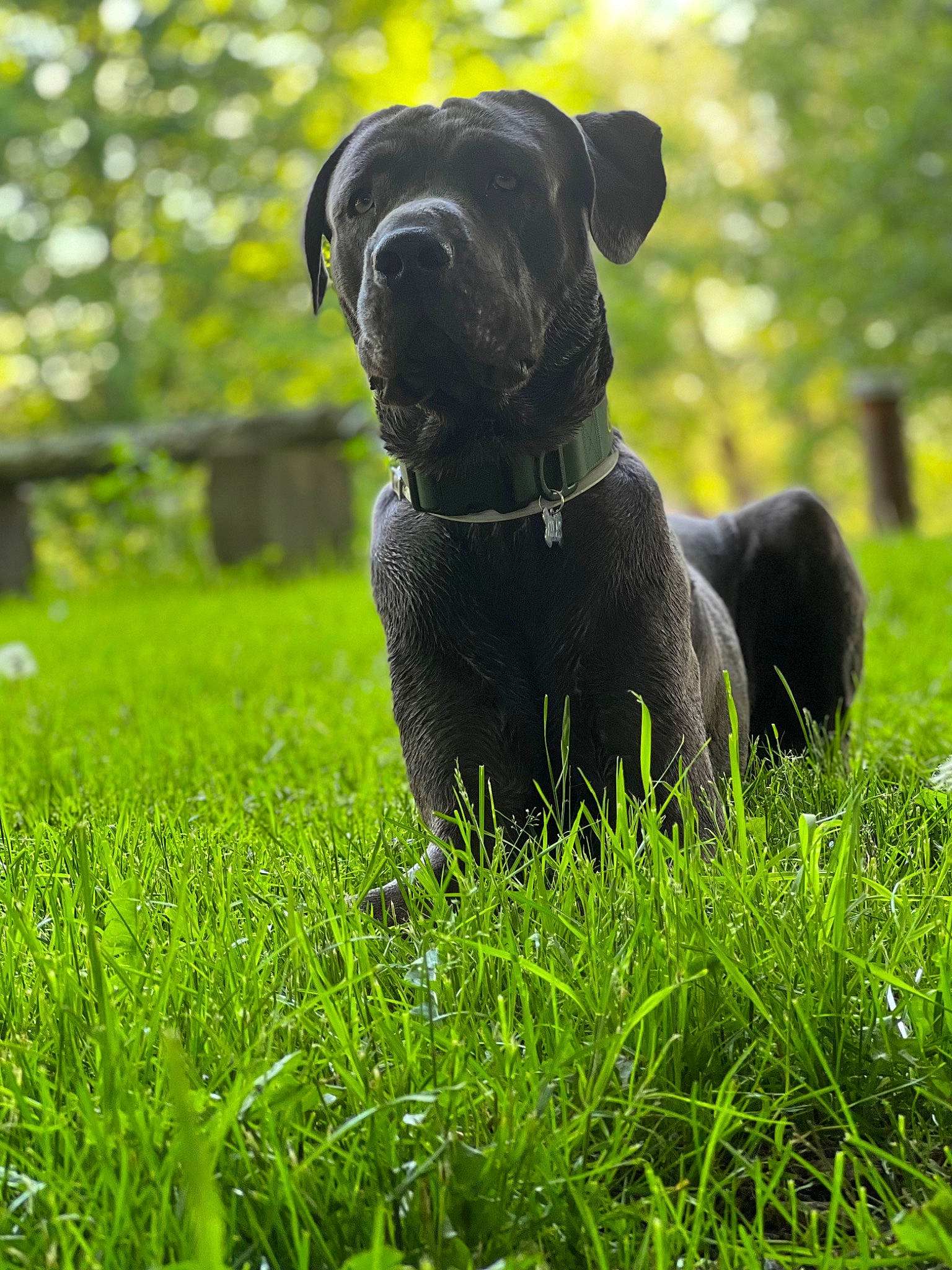 Atlas is registered to the contest to win money with this photo: canidae, carnivore, companion_dog, dog, dog_breed, dog_collar, fawn, grass, grassland, groundcover, liver, pasture, pet_supply, plant, snout, sporting_group, tail, terrestrial_animal, tree, working_animal
