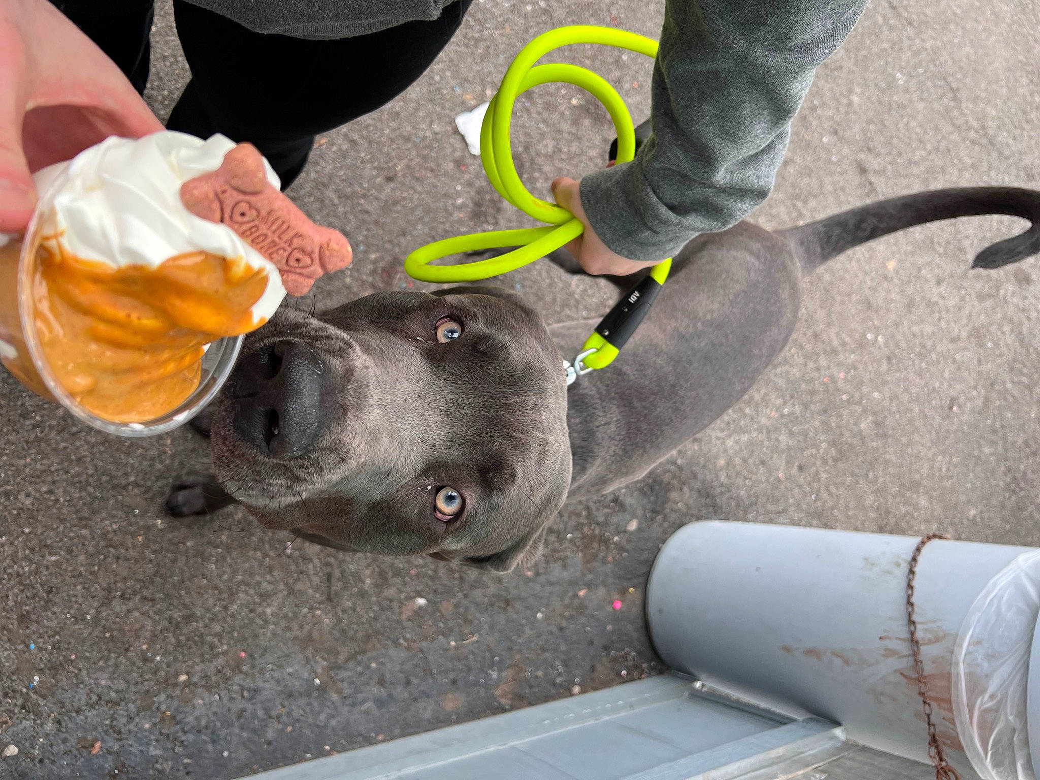 Atlas joined the competition — help win amazing prizes! asphalt, automotive_tire, automotive_wheel_system, carnivore, collar, companion_dog, dog, dog_breed, dog_collar, human_leg, leash, leg, outdoor_shoe, personal_protective_equipment, road_surface, shoe, sidewalk, sneakers, snout, tire