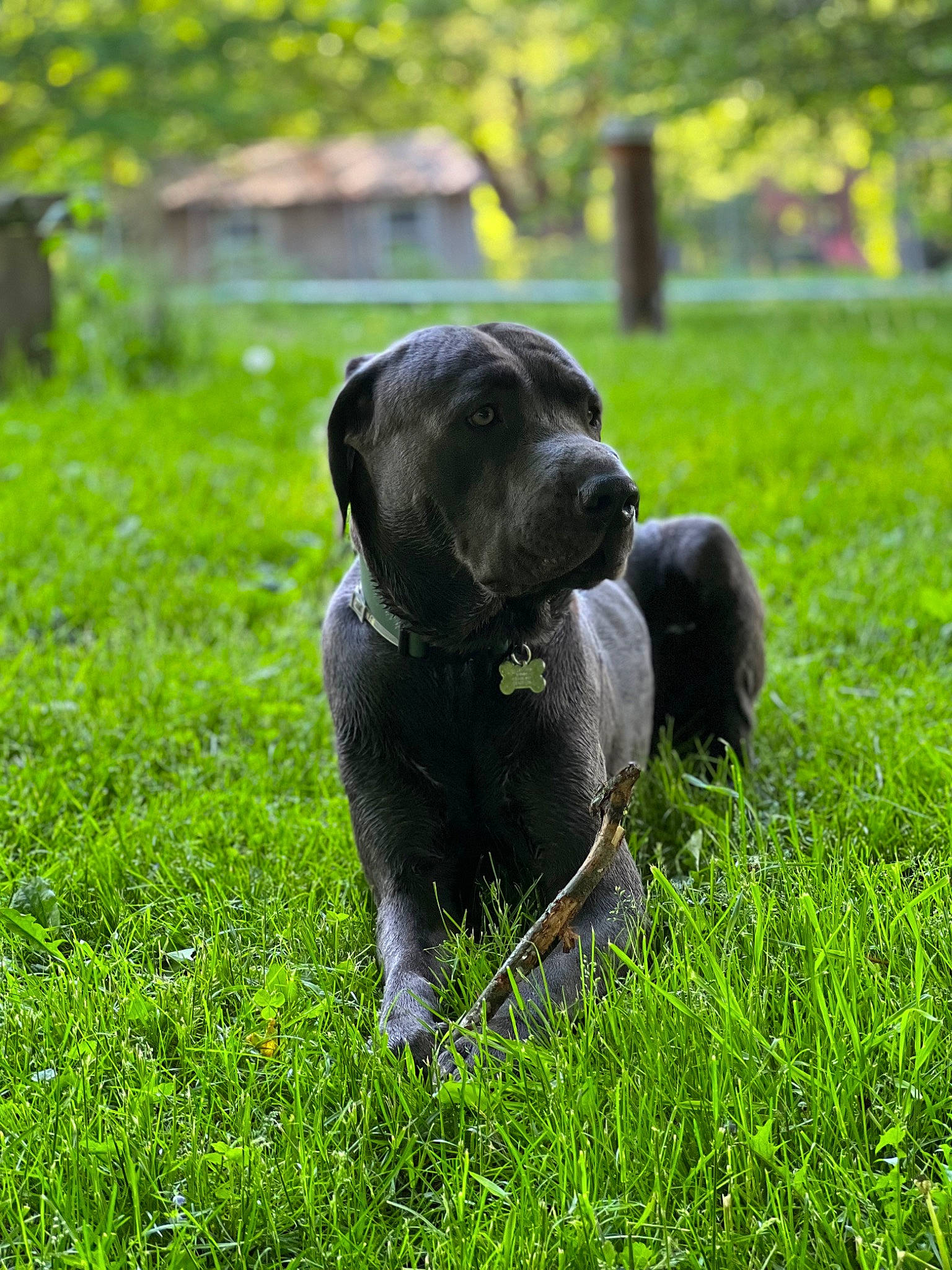 Atlas joined the competition — help win amazing prizes! borador, carnivore, companion_dog, dog, dog_breed, garden, grass, grassland, green, groundcover, gun_dog, liver, pasture, plant, shrub, sporting_group, tail, terrestrial_animal, tree, working_animal