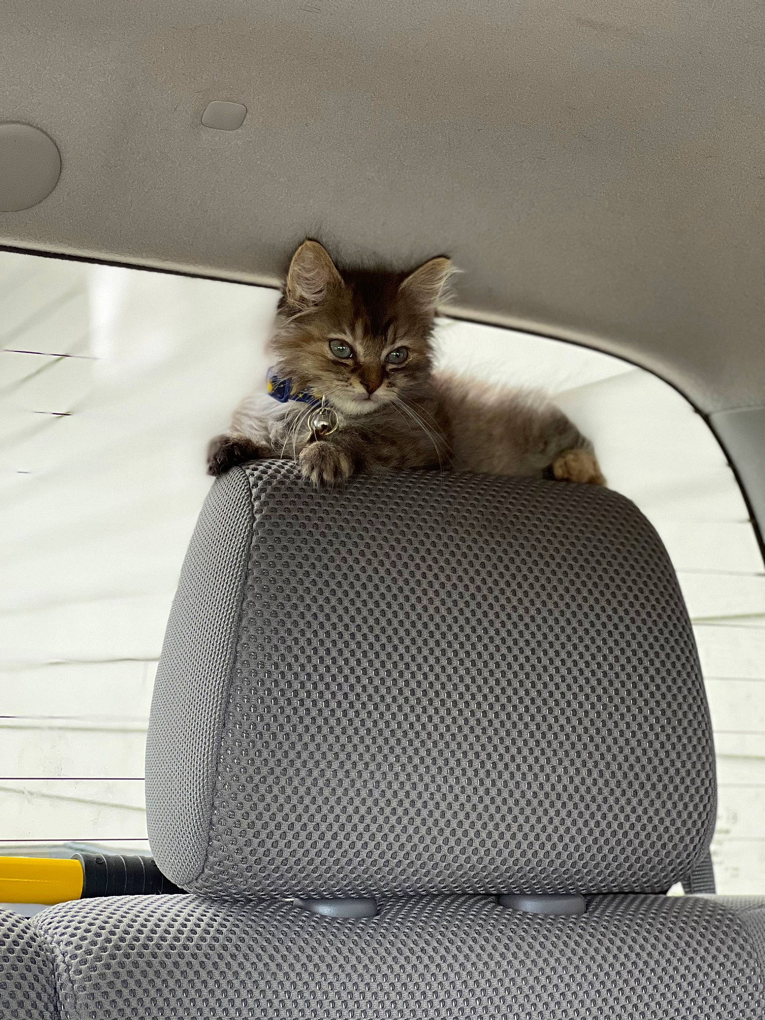 Ophelia joined the competition — help win amazing prizes! auto_part, automotive_design, car_seat, car_seat_cover, carnivore, cat, comfort, domestic_short_haired_cat, family_car, felidae, fur, grey, head_restraint, motor_vehicle, sitting, small_to_medium_sized_cats, tail, vehicle, vertebrate, whiskers