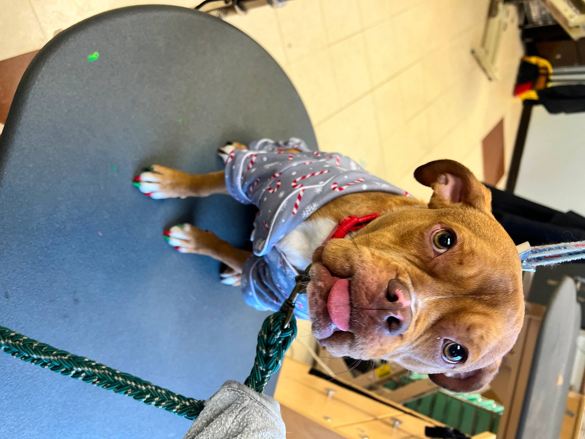 Link is registered to the contest to win money with this photo: adventure, carnivore, dog_breed, fur, helmet, metal, personal_protective_equipment, recreation, snout, sporting_group, trampolining, wood, working_animal, wrinkle