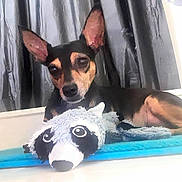 Sachi joined the competition — help win amazing prizes! canidae, carnivore, chihuahua, comfort, companion_dog, curtain, dog, dog_breed, dog_supply, fawn, paw, pinscher, prazsky_krysarik, russkiy_toy, snout, sporting_group, sports_equipment, toy_dog, whiskers, working_animal
