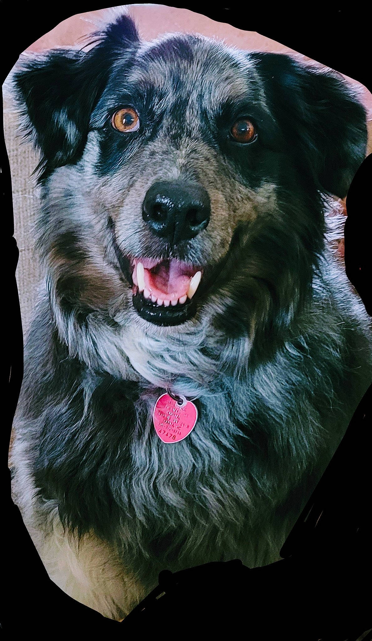 Ollie is registered to the contest to win money with this photo: borador, canidae, carnivore, collar, companion_dog, dog, dog_breed, dog_collar, eye, fang, fur, guard_dog, jaw, puppy, snout, sporting_group, terrestrial_animal, whiskers, working_animal, working_dog