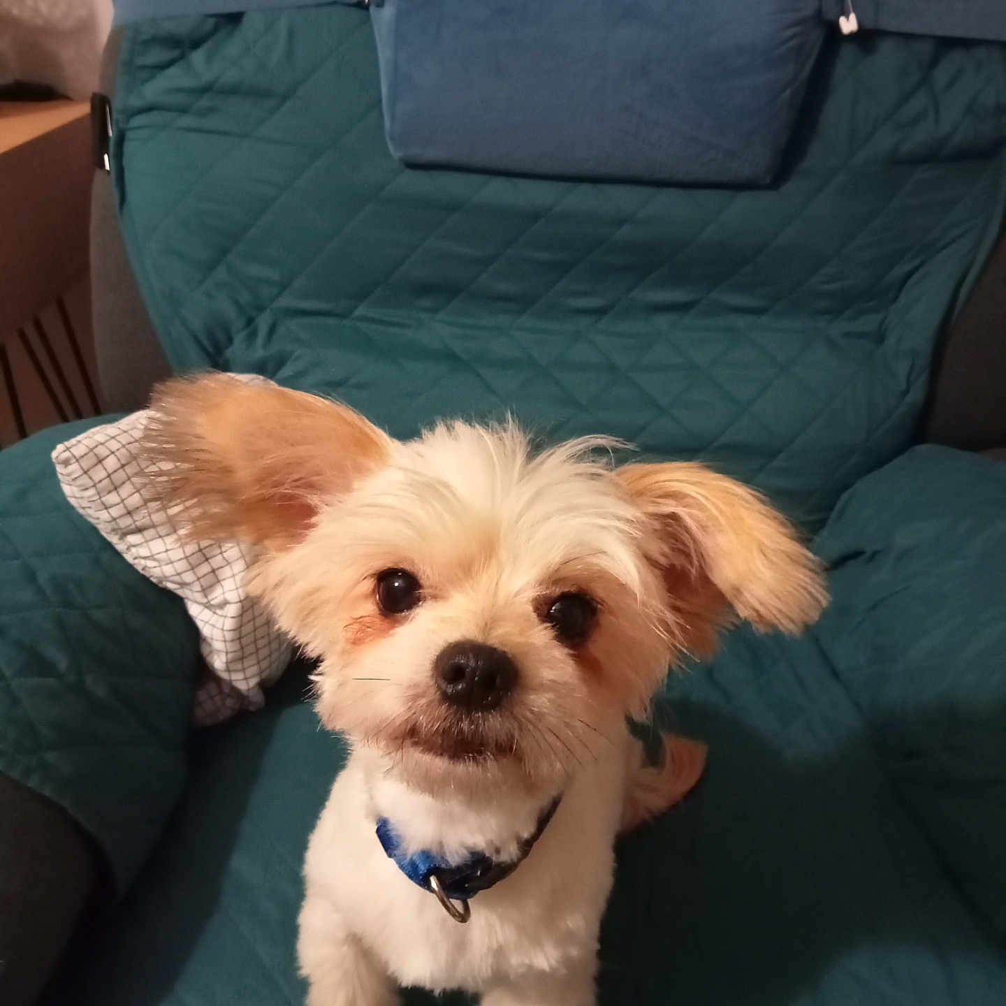 Medy participe au concours pour gagner de l'argent avec cette photo : adorable, animal, chair, collar, companion, curious, cute, dog, domestic, ears, friendly, fur, indoor, looking_up, mammal, pet, quilted, sitting, small_dog, teal