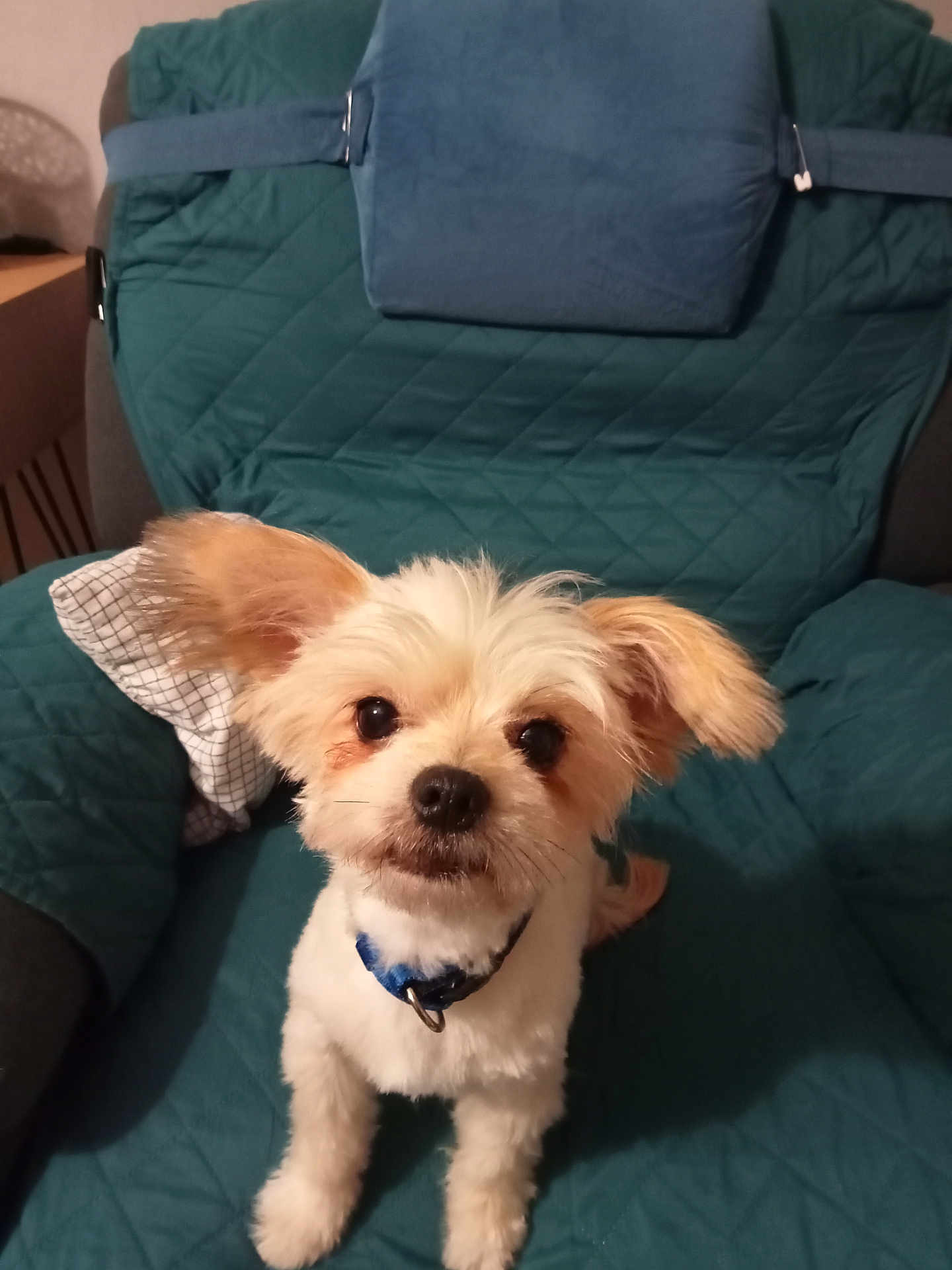 Medy participe au concours pour gagner de l'argent avec cette photo : dog, small_dog, pet, animal, fur, ears, collar, indoor, chair, teal, quilted, cute, looking_up, curious, companion, friendly, domestic, mammal, sitting, adorable