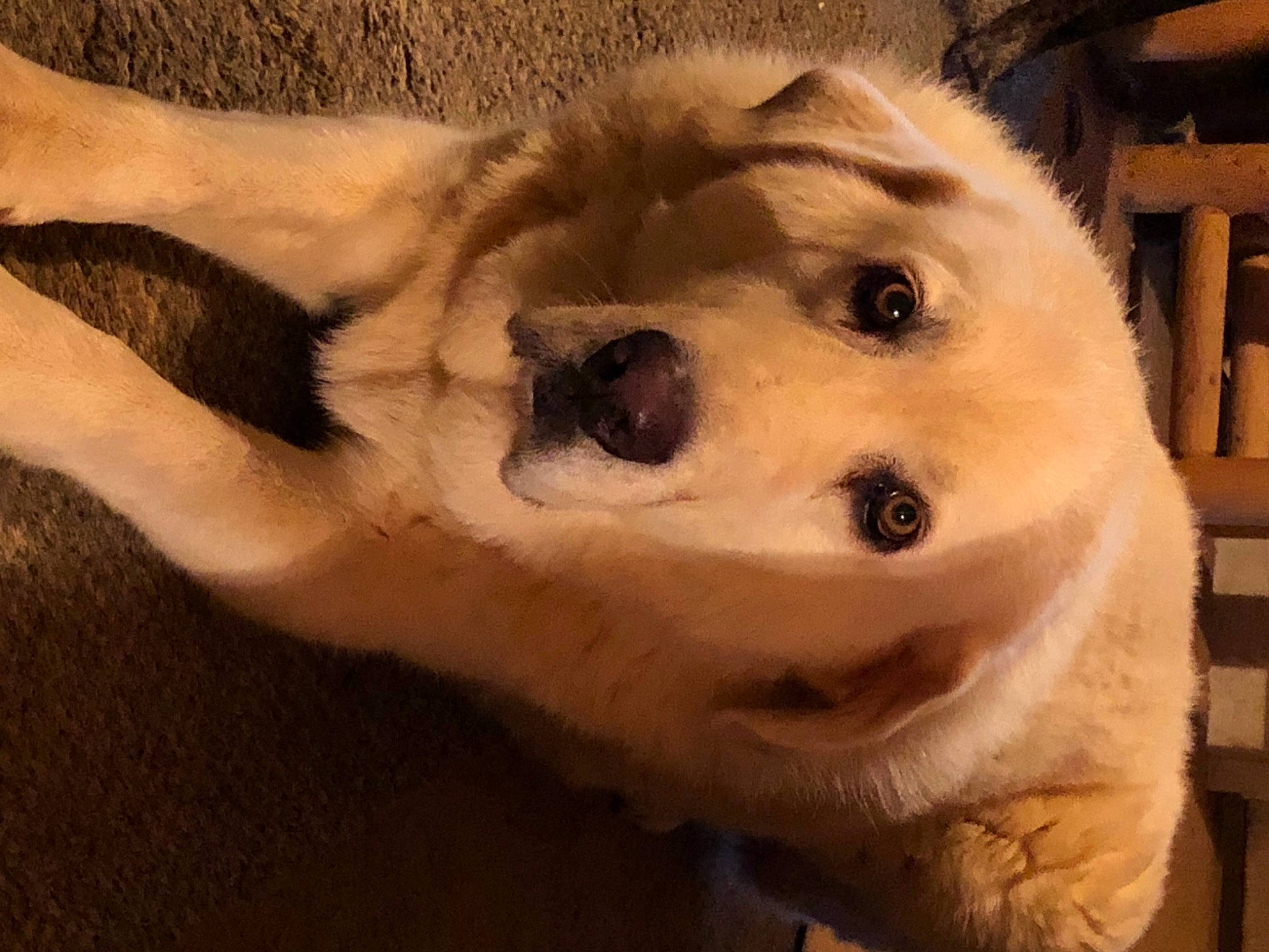 Mingo joined the competition — help win amazing prizes! akbash_dog, canidae, carnivore, companion_dog, dog, dog_breed, great_pyrenees, kuvasz, mammal, maremma_sheepdog, polish_tatra_sheepdog, puppy, puppy_love, slovak_cuvac, snout, sporting_group, vertebrate