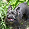 Coco joined the competition — help win amazing prizes! dog, french_bulldog, smiling, ears, outdoor, greenery, plants, sunlight, happy, pet, canine, tongue, nature, grass, garden, animal, portrait, looking_up, closeup, mammal