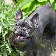Coco joined the competition — help win amazing prizes! dog, french_bulldog, smiling, outdoor, greenery, plants, pet, canine, happy, animal, portrait, ears, tongue, nature, closeup, muzzle, fur, eyes, face, sunlight