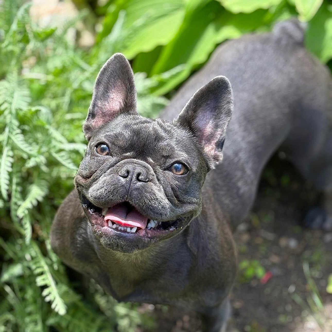 Coco