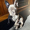 Coco joined the competition — help win amazing prizes! animal, boxer, bulldog, canine, den, dog, frenchbulldog, hardwood, indoors, pet, pitbull, puppy, wood