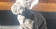 Coco joined the competition — help win amazing prizes! animal, bulldog, canine, dog, frenchbulldog, hardwood, indoors, interiordesign, pet, pitbull, puppy, snout, stainedwood, wood