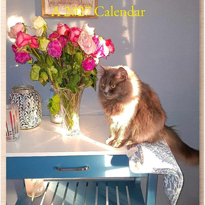 Pixie joined the competition — help win amazing prizes! cat, flower_vase, roses, table, blue_table, sunlight, indoor, decor, calendar, text_overlay, wall_art, gray_cat, pet, towel, home_interior, glass, shadow, wood_floor, picture_frame, still_life