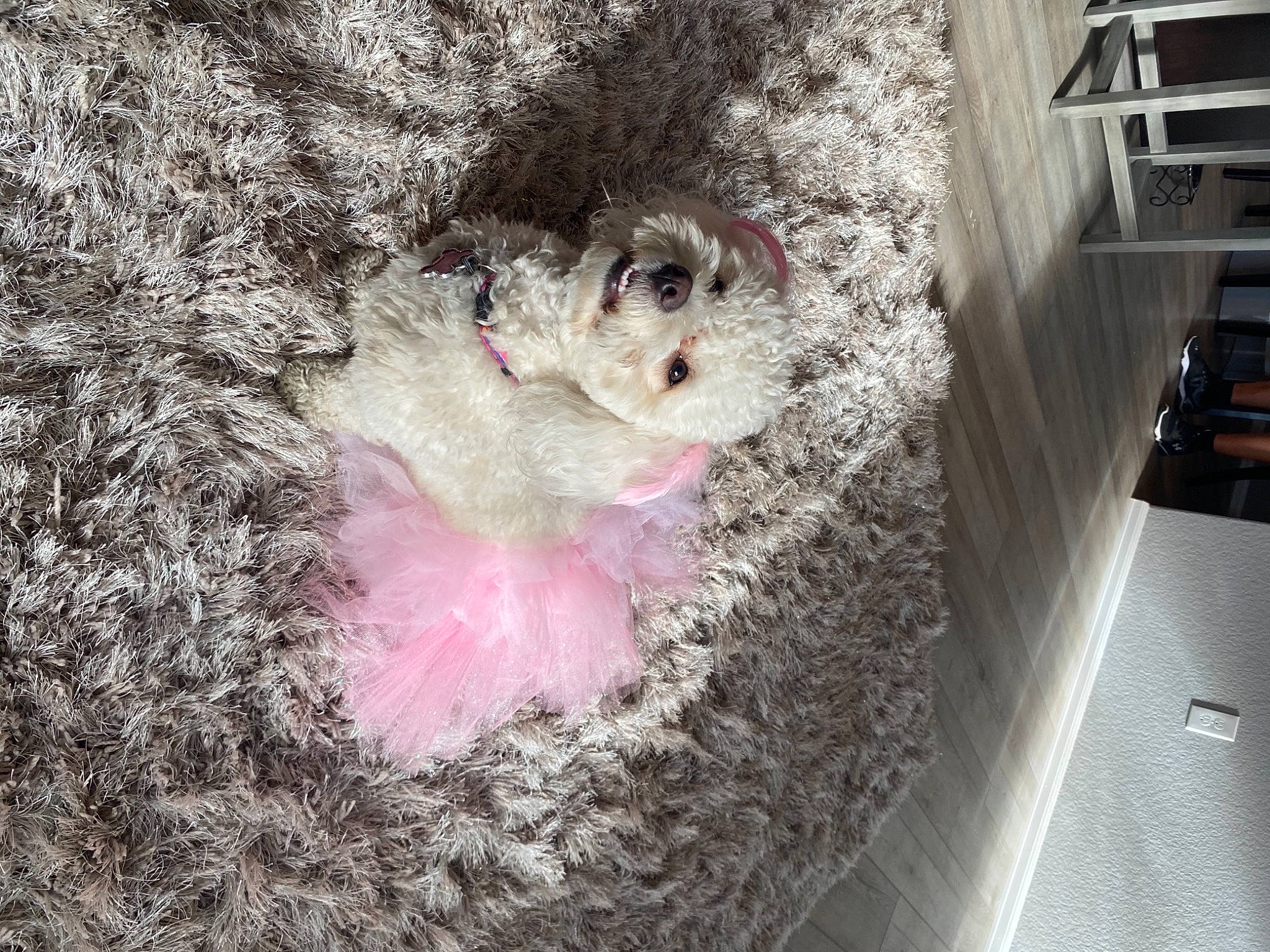 Daisey joined the competition — help win amazing prizes! art, canidae, carnivore, companion_dog, dog, dog_breed, fawn, fur, labradoodle, non_sporting_group, puppy_love, snout, sporting_group, stuffed_toy, terrier, toy, toy_dog, visual_arts, whiskers, winter