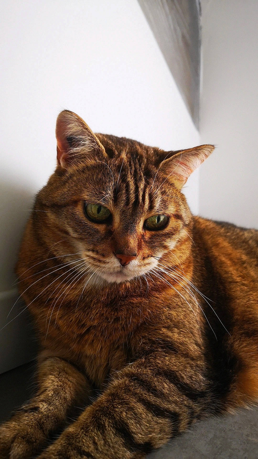 Penélope a rejoint le concours — aidez-le/la à gagner de superbes lots ! brown, carnivore, cat, claw, domestic_short_haired_cat, fawn, felidae, fur, paw, sitting, small_to_medium_sized_cats, snout, tail, terrestrial_animal, tree, whiskers, wildlife, window, wood