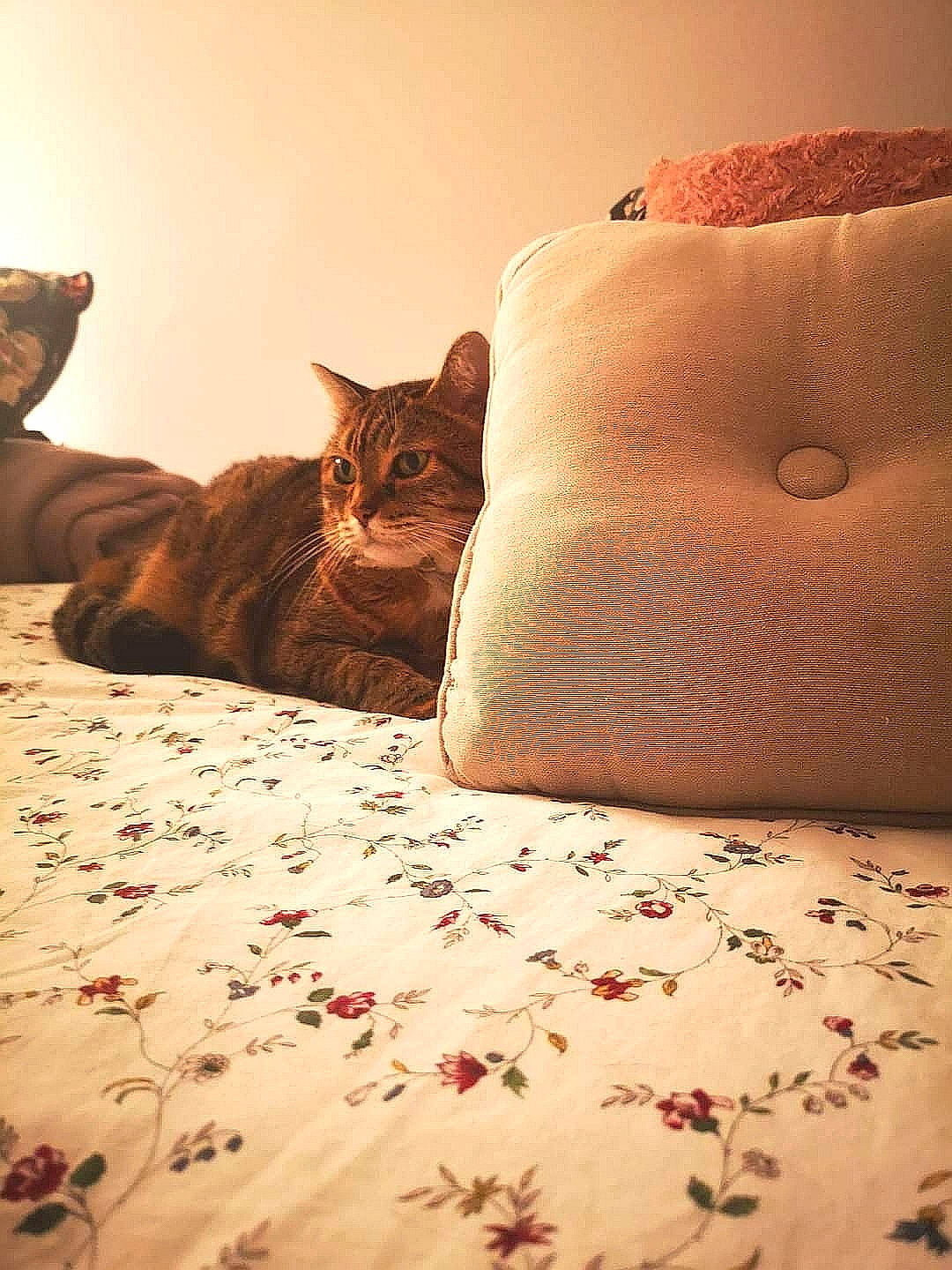 Penélope a rejoint le concours — aidez-le/la à gagner de superbes lots ! bed, bedding, bedroom, brown, carnivore, cat, comfort, felidae, floor, flooring, furniture, grey, linens, mammal, orange, sunlight, textile, tints_and_shades, whiskers, wood