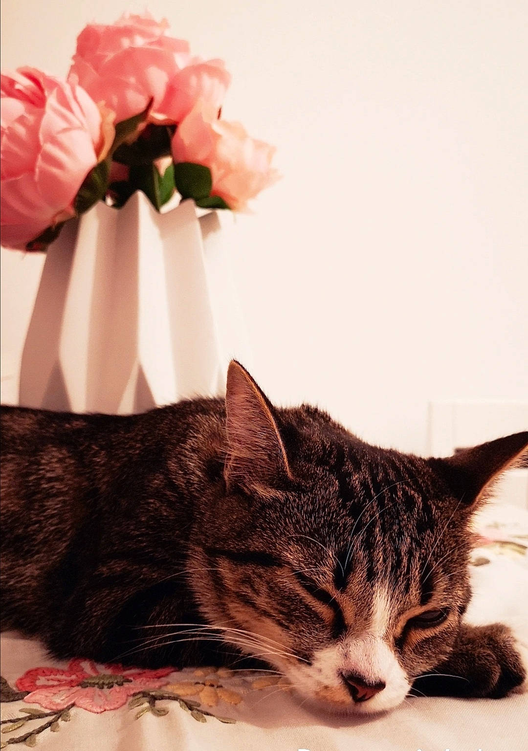 Nini Coração a rejoint le concours — aidez-le/la à gagner de superbes lots ! artificial_flower, blossom, carnivore, cat, cut_flowers, domestic_short_haired_cat, fashion_accessory, felidae, flower, fur, grass, nap, paw, peach, petal, small_to_medium_sized_cats, snout, tail, whiskers, wildlife