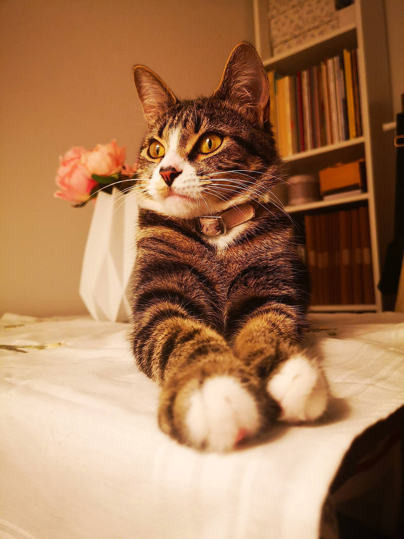 Nini Coração participe au concours pour gagner de l'argent avec cette photo : bookcase, carnivore, cat, comfort, eye, fawn, felidae, head, human_body, leg, paw, shelf, small_to_medium_sized_cats, snout, tail, textile, whiskers, wildlife, window, wood