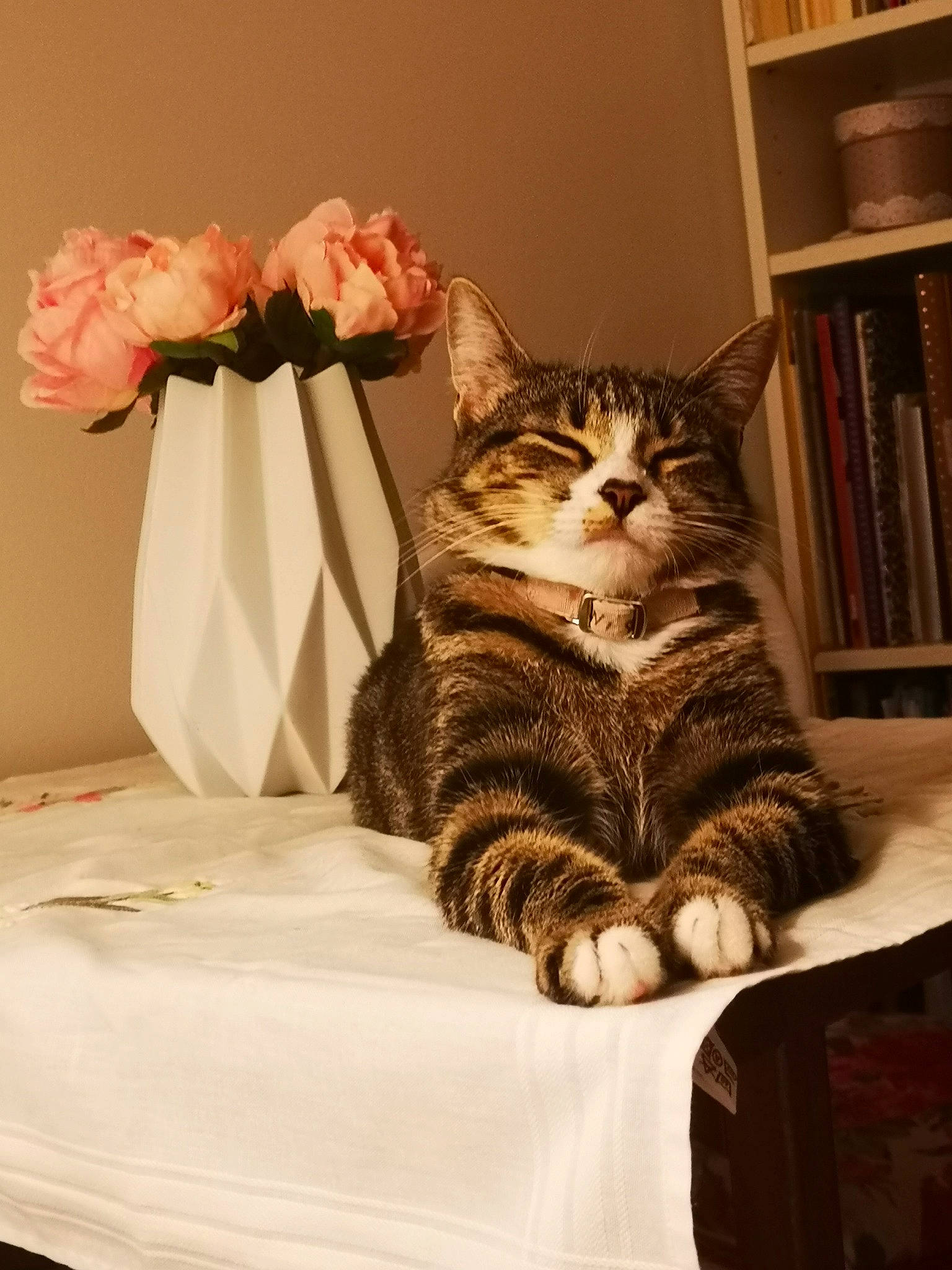 Nini Coração participe au concours pour gagner de l'argent avec cette photo : bookcase, carnivore, cat, comfort, felidae, flower, furniture, grey, petal, plant, shelf, shelving, small_to_medium_sized_cats, stairs, table, tail, textile, vertebrate, whiskers, wood