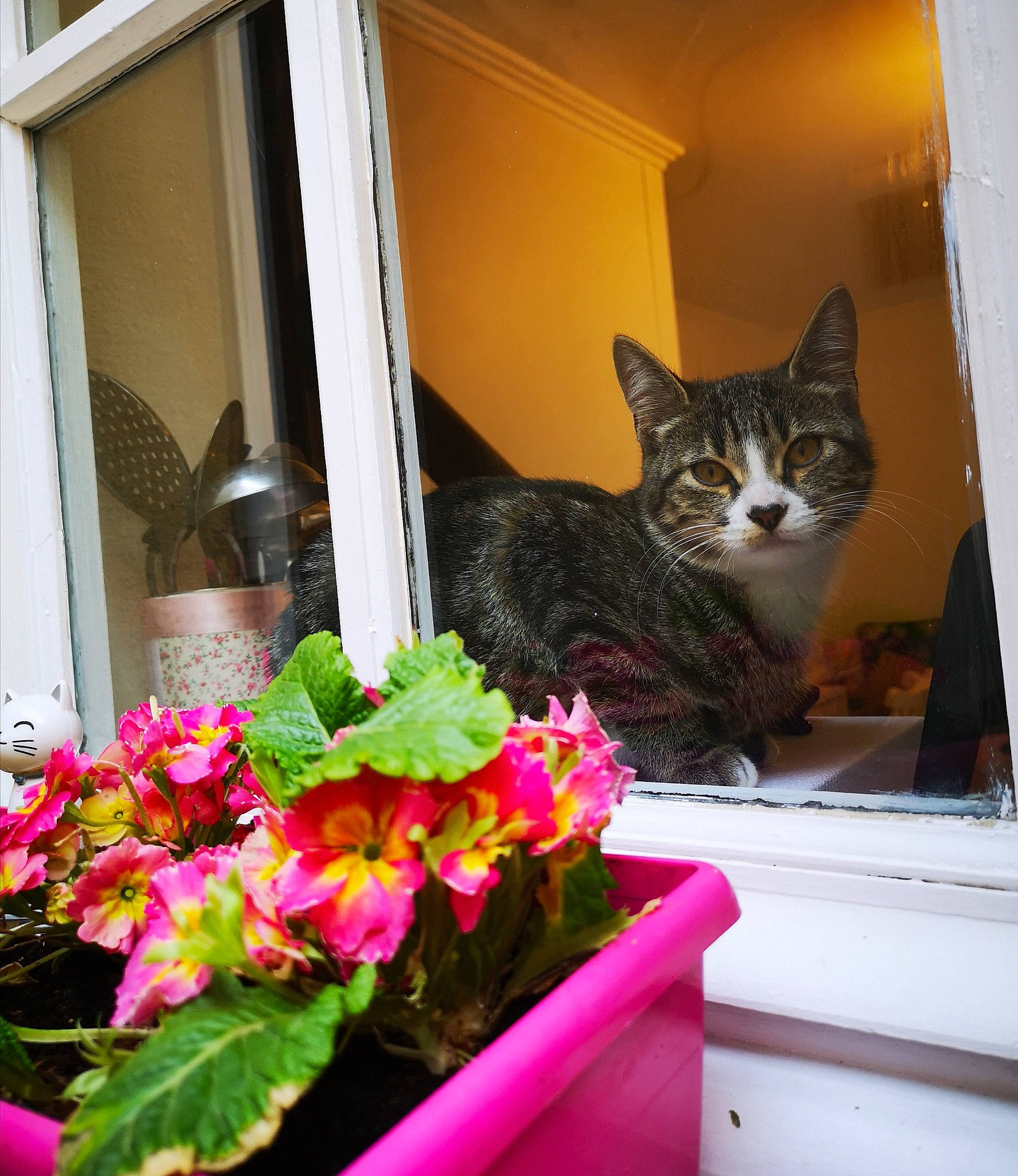 Nini Coração participe au concours pour gagner de l'argent avec cette photo : annual_plant, artificial_flower, carnivore, cat, domestic_short_haired_cat, felidae, flower, flower_arranging, flowering_plant, flowerpot, herbaceous_plant, houseplant, magenta, petal, plant, room, small_to_medium_sized_cats, whiskers, window, wood
