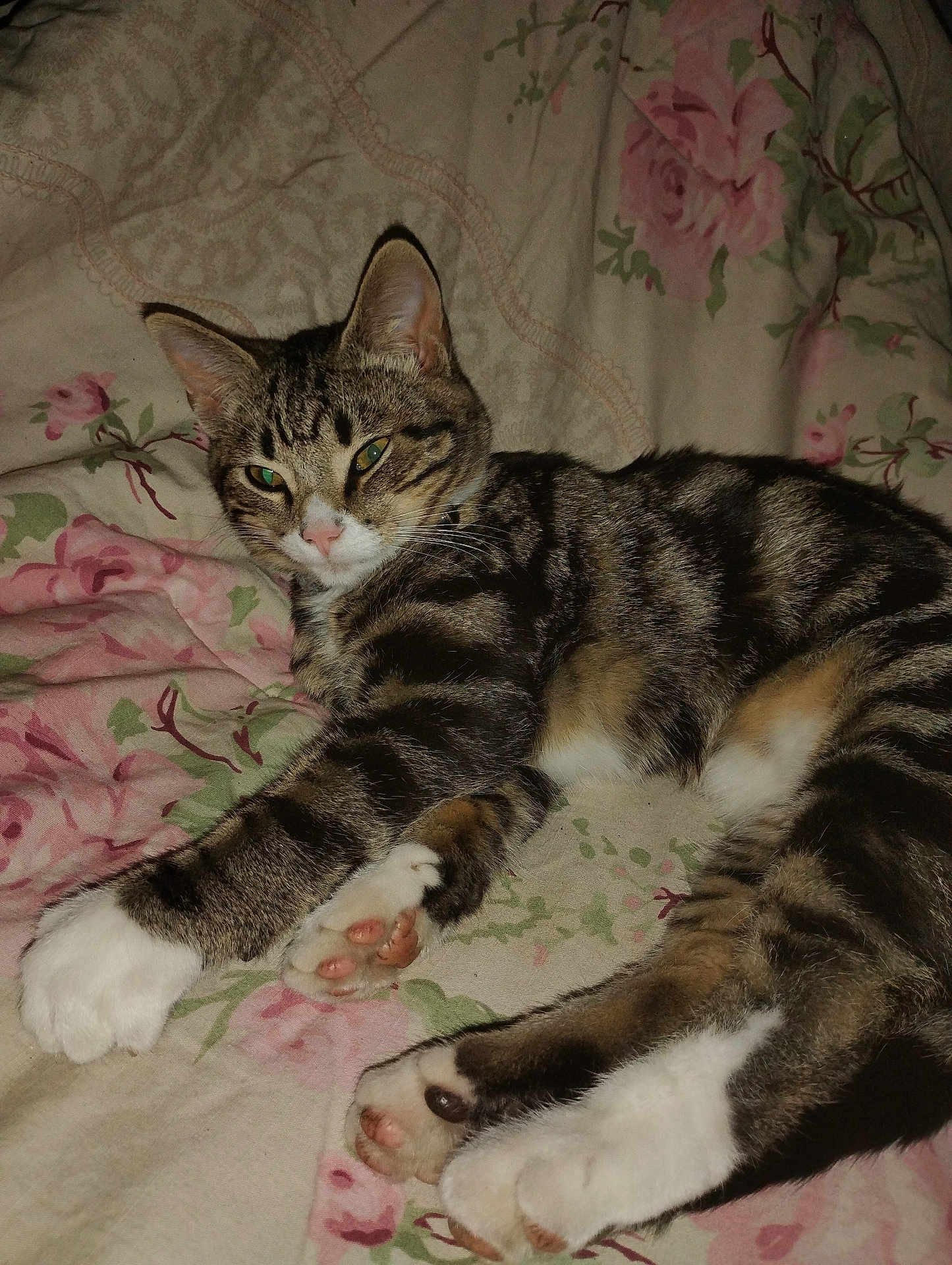 Squirt joined the competition — help win amazing prizes! cat, tabby, pet, animal, indoor, resting, paws, fur, striped, white_paws, pink_nose, bed, blanket, floral_pattern, relaxed, cute, sleepy, closeup, domestic_cat, whiskers