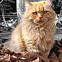 Narko participe au concours pour gagner de l'argent avec cette photo : cat, orange_cat, fluffy, autumn_leaves, dry_leaves, outdoor, wooden_background, metal_chair, pet, animal, feline, nature, sunlight, closeup, portrait, sitting, whiskers, ears, fur, yellow_eyes