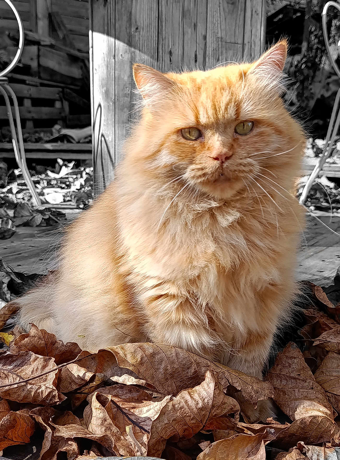 Narko