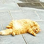 Narko a rejoint le concours — aidez-le/la à gagner de superbes lots ! cat, orange_cat, fluffy, lying_down, floor, tiles, outdoor, pet, relaxed, cute, feline, fur, animal, pavement, curious, whiskers, tail, four_legs, resting, domestic_animal
