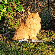 Narko a rejoint le concours — aidez-le/la à gagner de superbes lots ! cat, orange_cat, fluffy, outdoor, grass, sunlight, nature, plants, leaves, fence, stones, animal, pet, sitting, daylight, greenery, wildlife, mammal, fur, calm