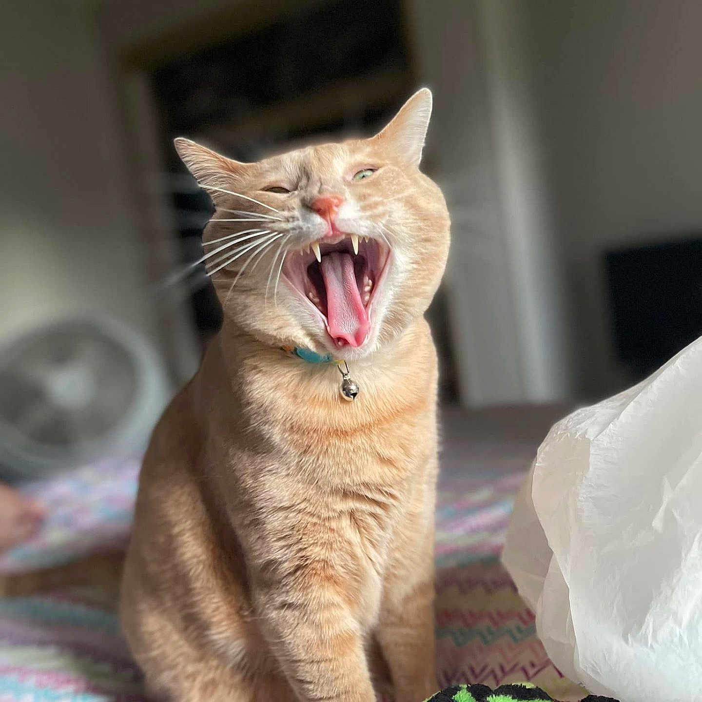 Taffycat joined the competition — help win amazing prizes! animal, bed, blanket, cat, collar, cute, domestic, fangs, feline, fur, indoor, mouth_open, pet, sleepy, soft_light, tabby, tissue, tongue, whiskers, yawning