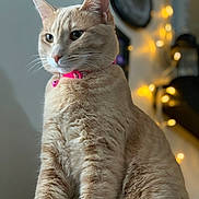 Taffycat is registered to the contest to win money with this photo: animal, background_blur, cat, close_up, collar, cute, domestic_cat, ears, fairy_lights, feline, fur, ginger_cat, indoor, majestic, pet, portrait, sitting, soft_light, warm_lighting, whiskers