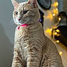 animal, background_blur, cat, close_up, collar, cute, domestic_cat, ears, fairy_lights, feline, fur, ginger_cat, indoor, majestic, pet, portrait, sitting, soft_light, warm_lighting, whiskers