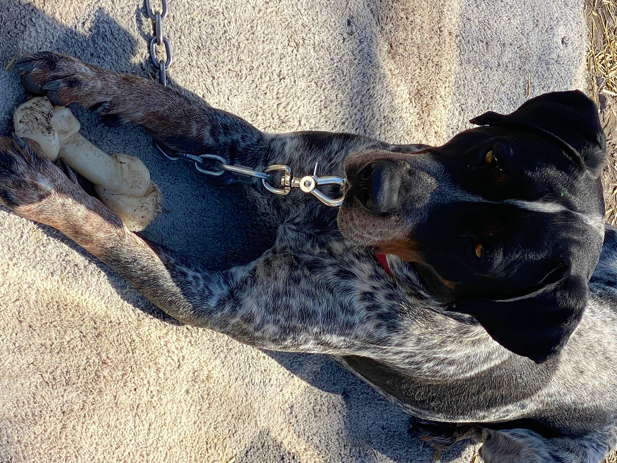 Buster joined the competition — help win amazing prizes! canidae, carnivore, collar, dog, dog_breed, dog_collar, dog_supply, fawn, foot, fur, guard_dog, human_leg, hunting_dog, non_sporting_group, paw, snout, sporting_group, whiskers, working_animal, working_dog