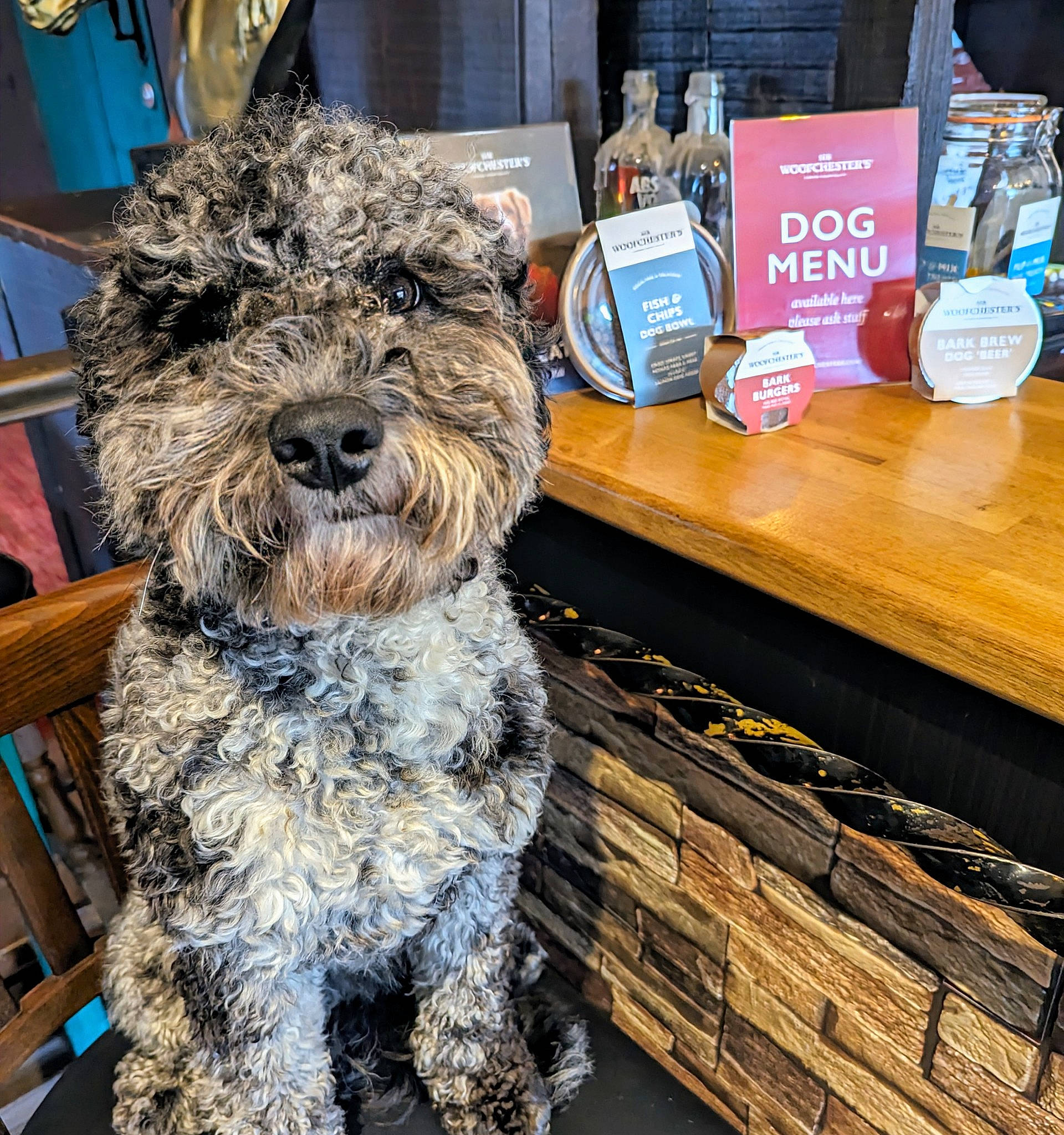 Kobie is registered to the contest to win money with this photo: canidae, carnivore, chair, collar, companion_dog, dog, dog_breed, dog_collar, event, flooring, fur, small_terrier, snout, sporting_group, table, terrier, toy_dog, water_dog, working_animal, yorkipoo