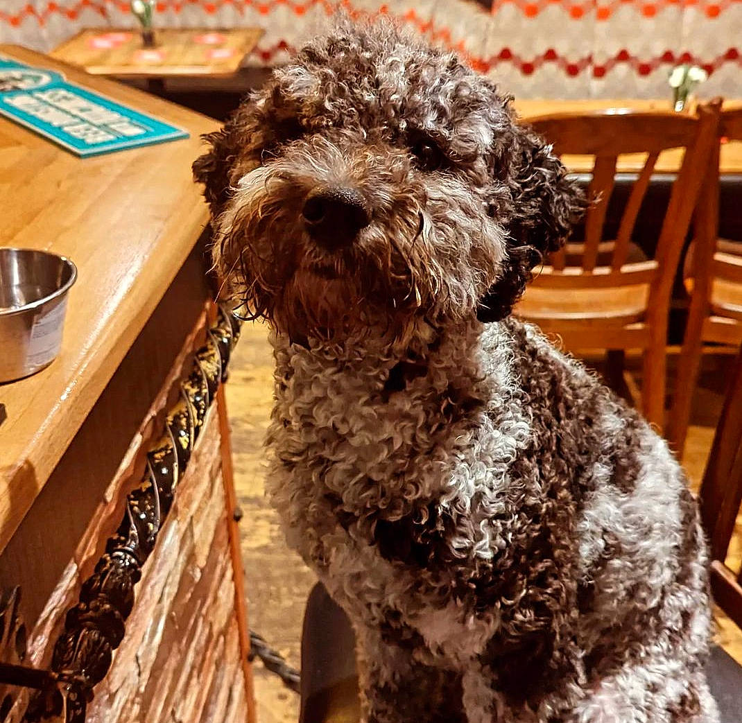 Kobie is registered to the contest to win money with this photo: canidae, carnivore, chair, companion_dog, dog, dog_breed, fur, liver, poodle_crossbreed, schnauzer, small_terrier, snout, sporting_group, table, terrier, toy_dog, water_dog, wood, working_animal, yorkipoo