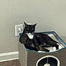 animal, black_and_white, cardboard_house, cat, cat_bed, cozy, ears, floor, green_eyes, home, indoor, lounging, paws, pet, pom_pom, sitting, toy, tuxedo_cat, wall, whiskers