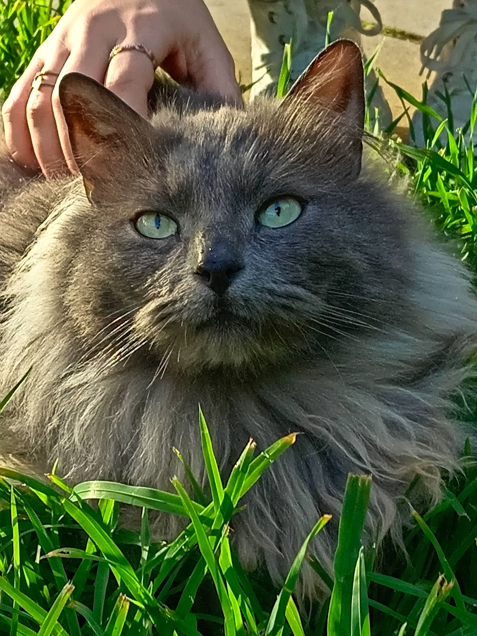 Janette participe au concours pour gagner de l'argent avec cette photo : carnivore, cat, domestic_short_haired_cat, felidae, fur, grass, groundcover, herb, plant, small_to_medium_sized_cats, snout, terrestrial_animal, whiskers, wildlife